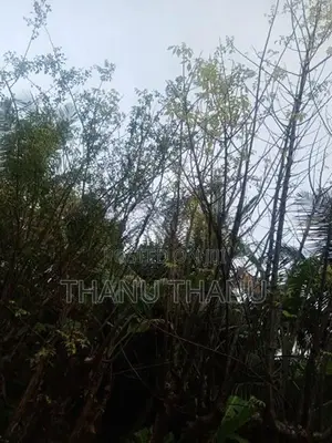 பால் கிழுவங் கதியால்