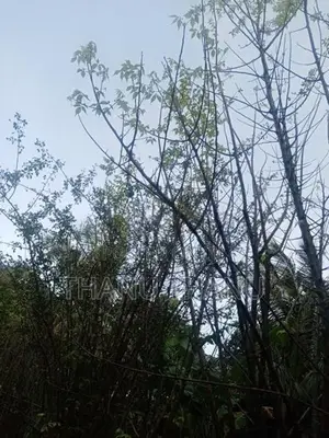 பால் கிழுவங் கதியால்