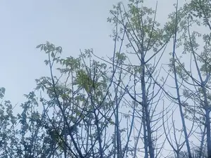பால் கிழுவங் கதியால்