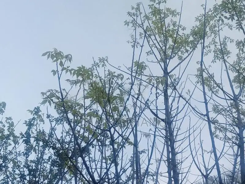 பால் கிழுவங் கதியால்