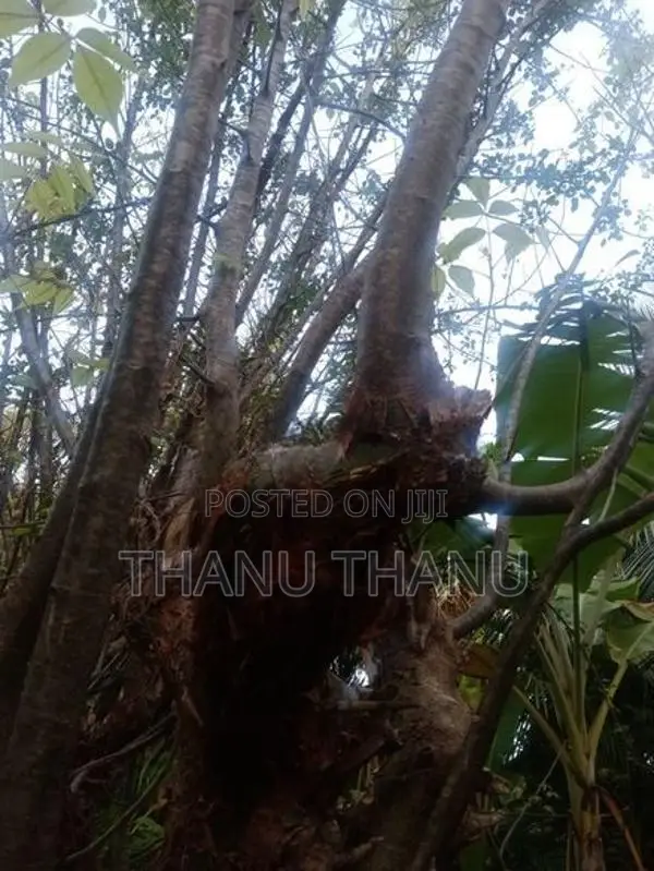 பால் கிழுவங் கதியால்