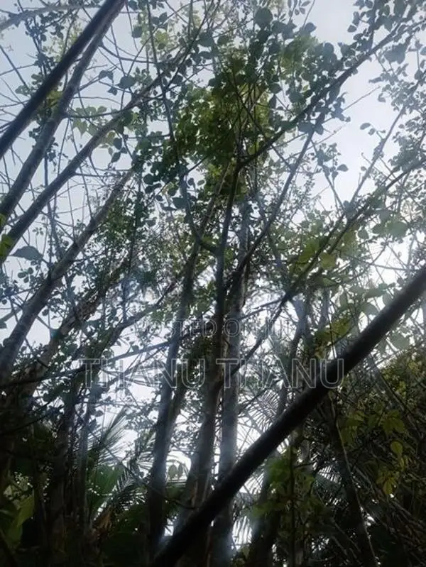 பால் கிழுவங் கதியால்