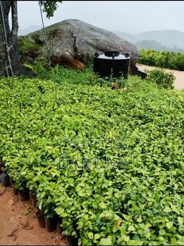 Cinnamon Plants කුරුඳු පැල