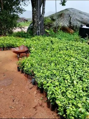 Cinnamon Plants කුරුඳු පැල