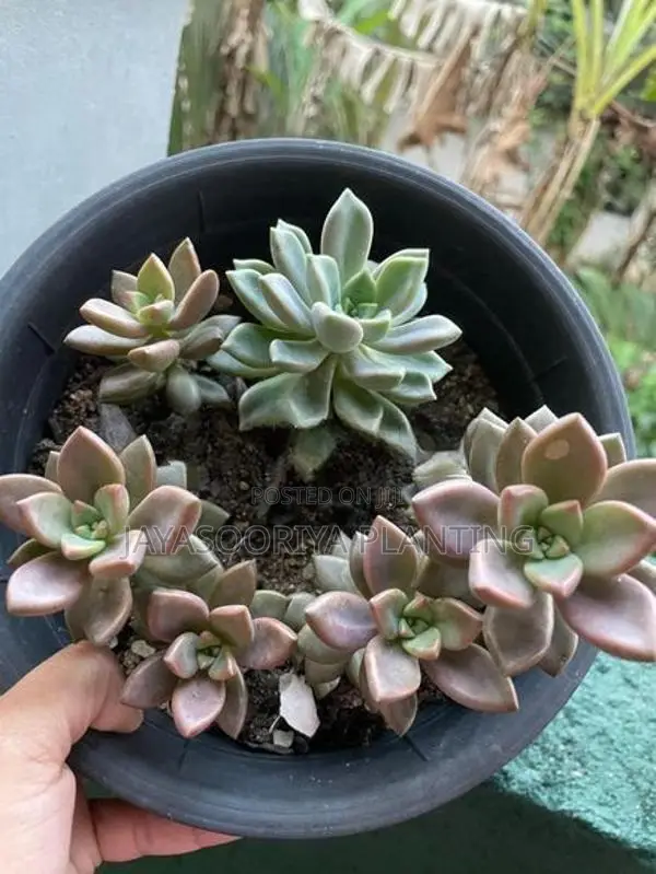 කෑක්ටස් Plant