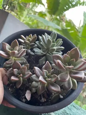 කෑක්ටස් Plant
