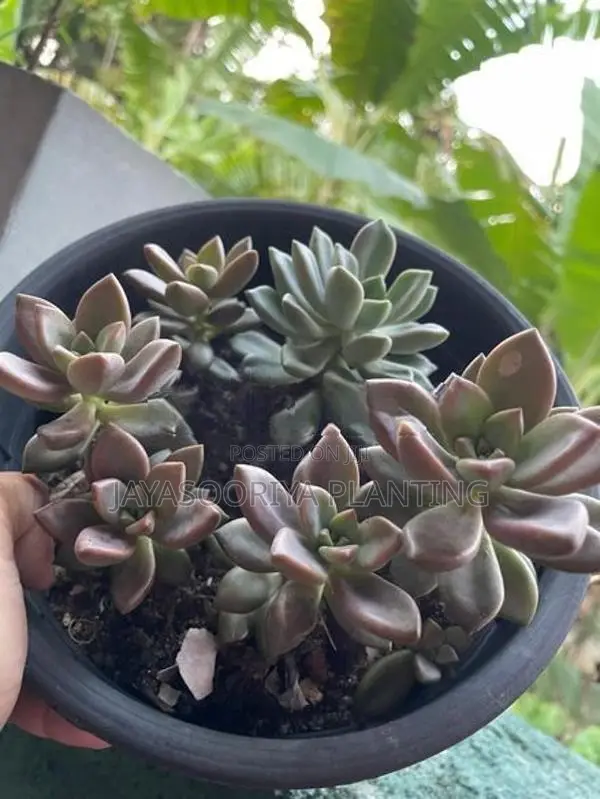 කෑක්ටස් Plant