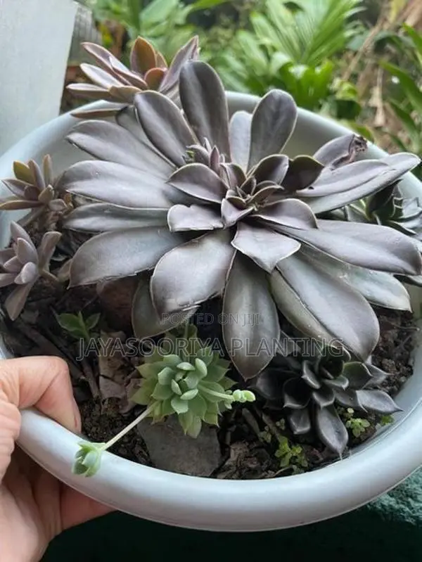 කෑක්ටස් Plant
