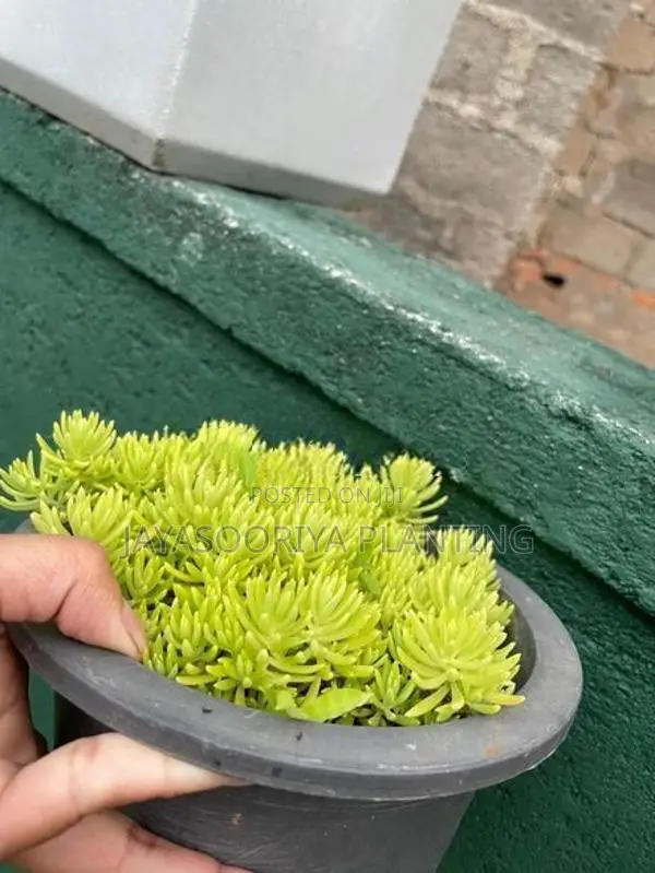 කෑක්ටස් Plant