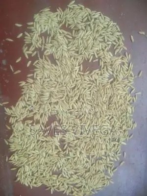 Paddy Seeds
