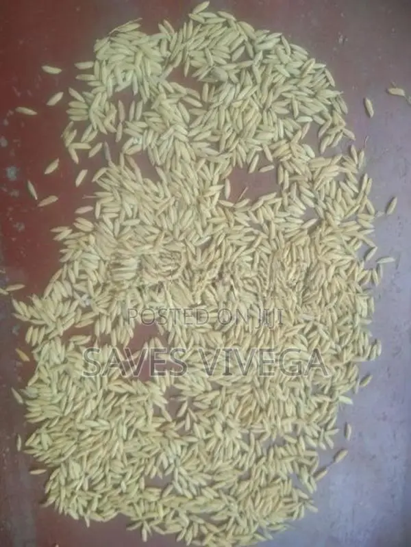 Paddy Seeds