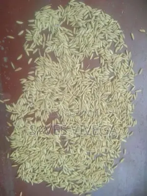 Paddy Seeds