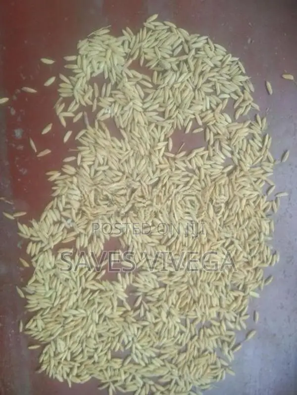 Paddy Seeds