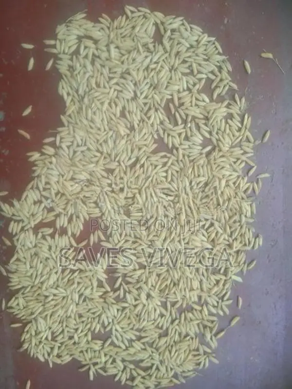 Paddy Seeds