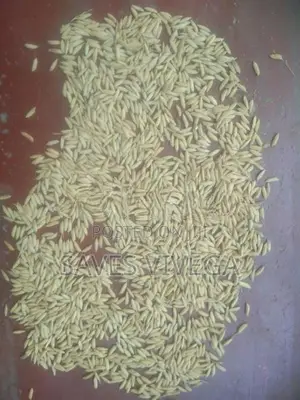 Paddy Seeds