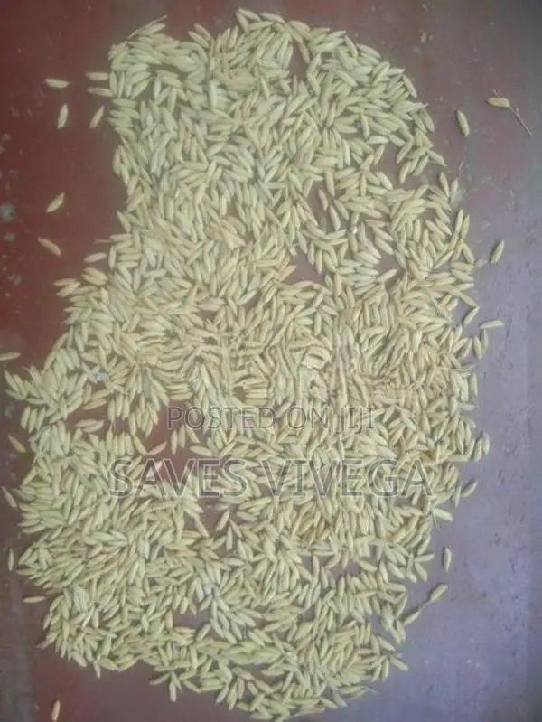 Paddy Seeds