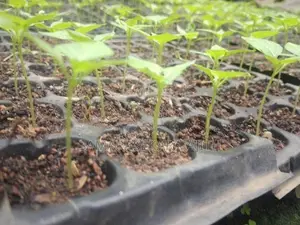නයි මිරිස් පැල