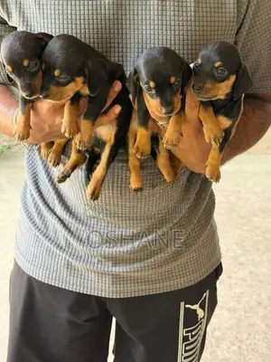 Dachshund Puppies