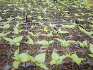 නයි මිරිස් පැල
