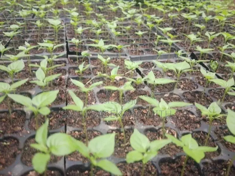 නයි මිරිස් පැල
