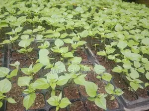නයි මිරිස් පැල