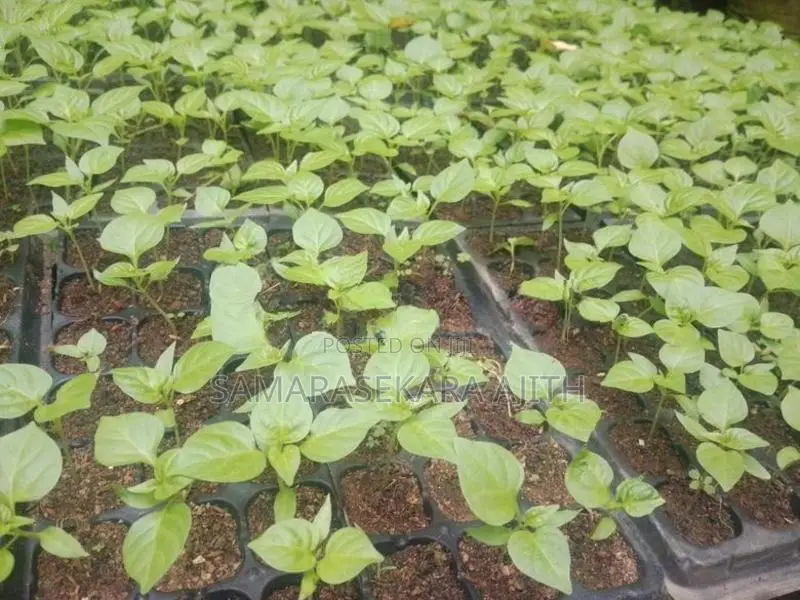 නයි මිරිස් පැල