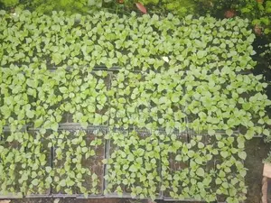 නයි මිරිස් පැල