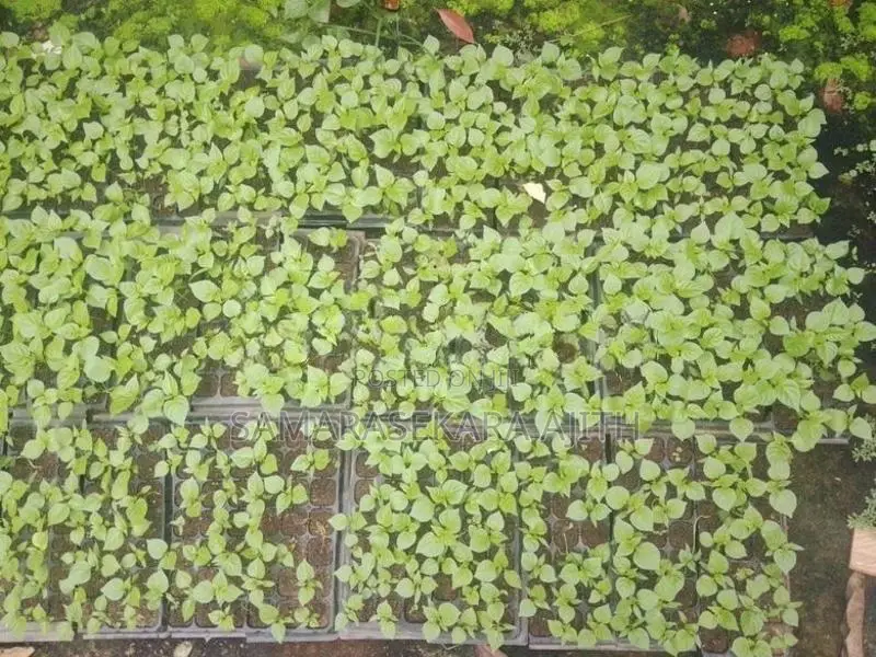 නයි මිරිස් පැල
