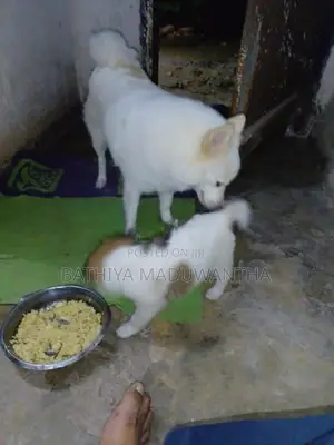 Lion Pomeranian Puppies