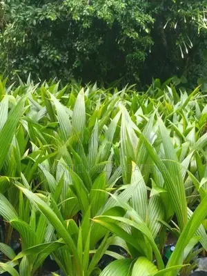 පොල් පැල