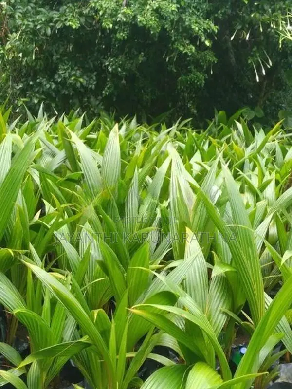 පොල් පැල