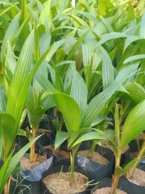 පොල් පැල
