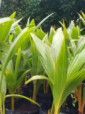 පොල් පැල