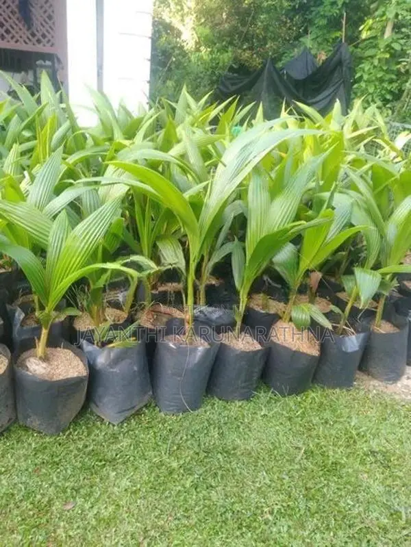 පොල් පැල