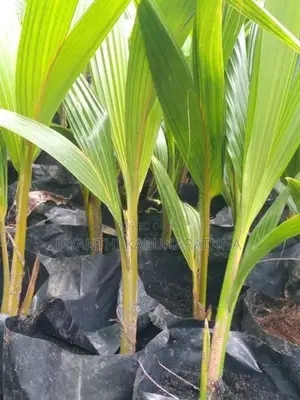 පොල් පැල
