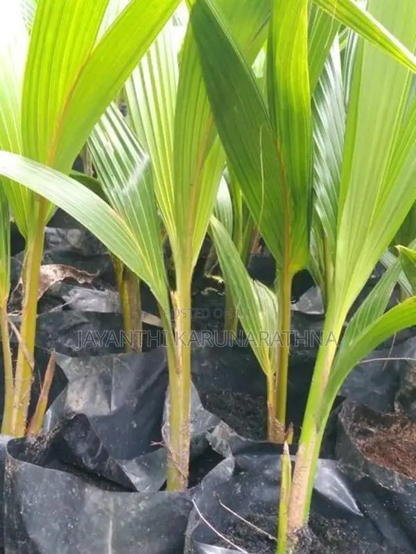 පොල් පැල