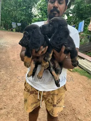 Dachshund