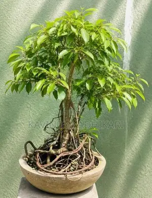 Bonsai Plants