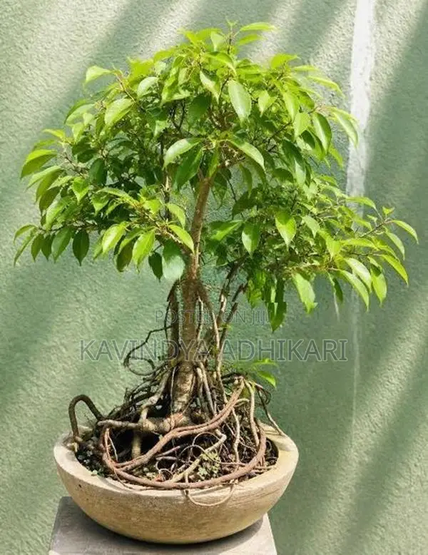 Bonsai Plants