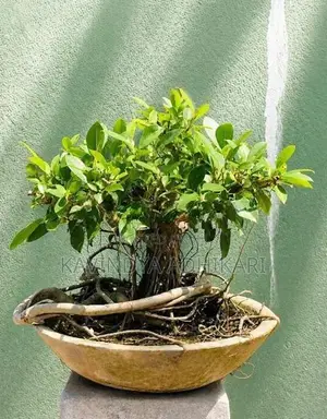 Bonsai Plants