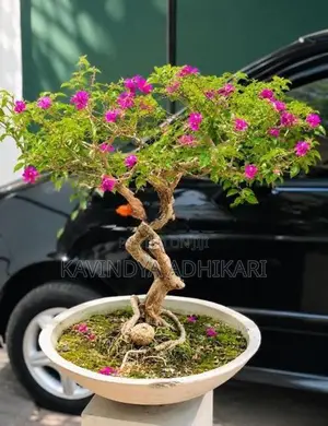 Bonsai Plants