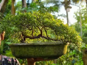 Bonsai Plants