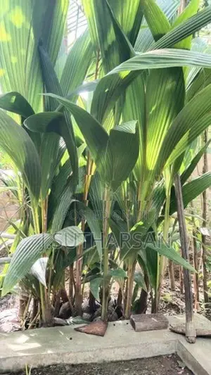 நல்ல இன தென்னம் பிள்ளைகள்