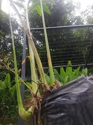 එනසාල් පැල