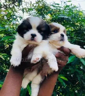 Shih Tzu Puppies