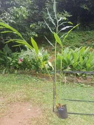එනසාල් පැල
