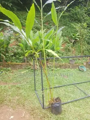 එනසාල් පැල