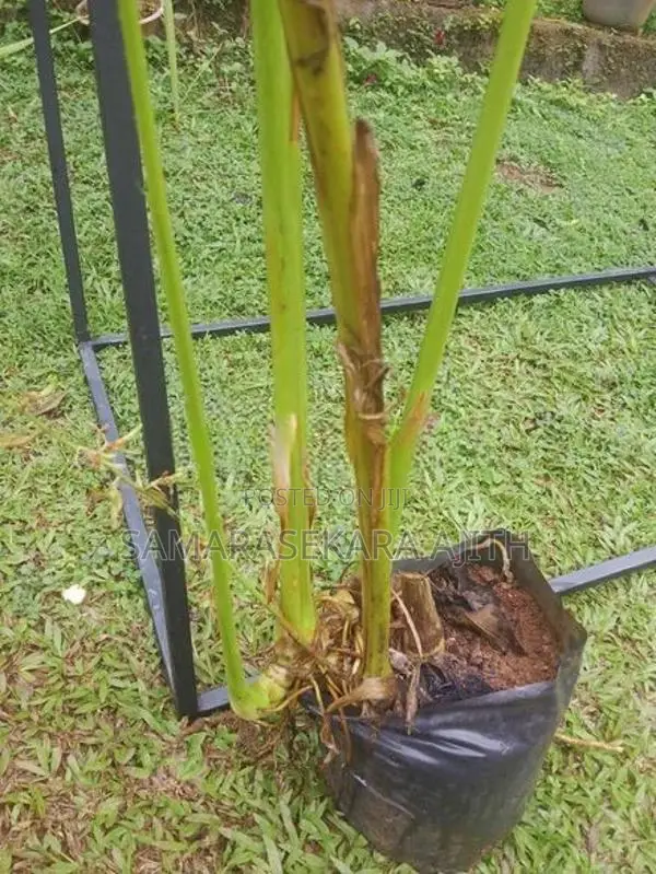 එනසාල් පැල