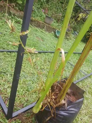 එනසාල් පැල