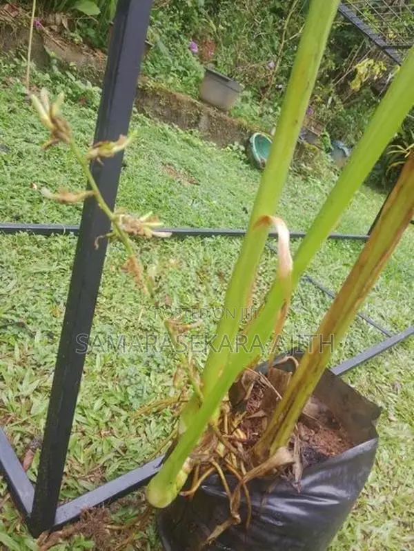 එනසාල් පැල